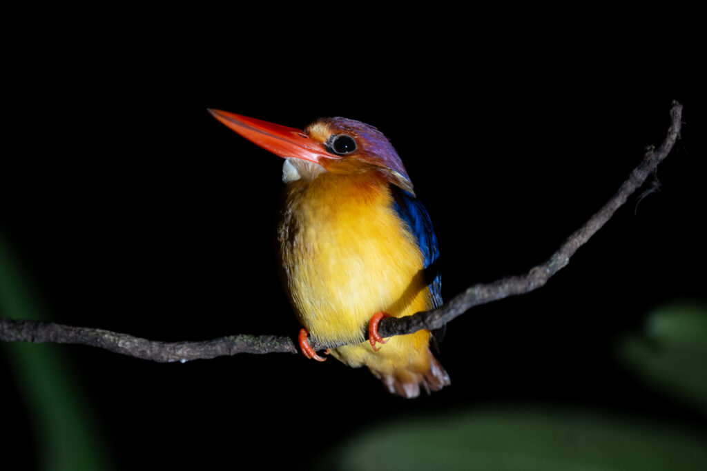 Fotosafari-Borneo-Fotoreise-398_