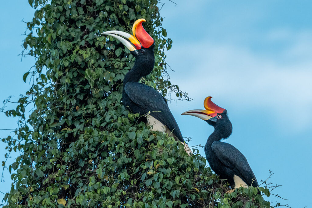 Fotosafari-Borneo-Fotoreise-399_