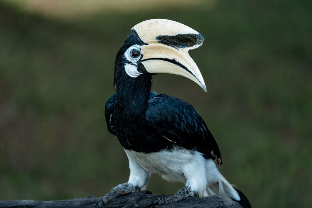 Fotosafari-Borneo-Fotoreise-400_