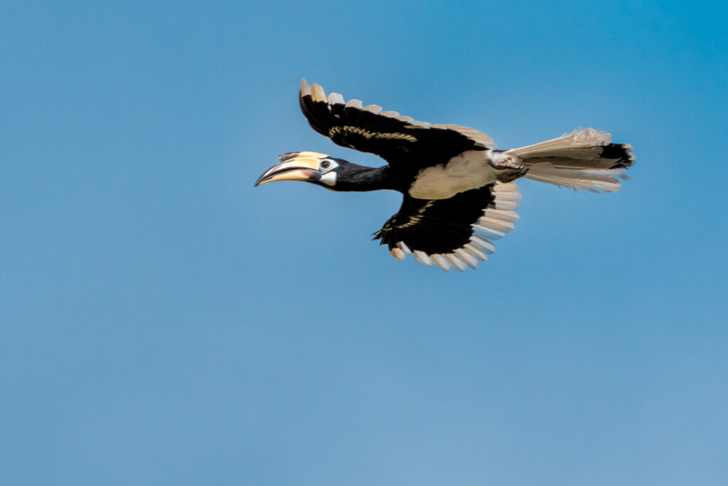 Fotosafari-Borneo-Fotoreise-401_
