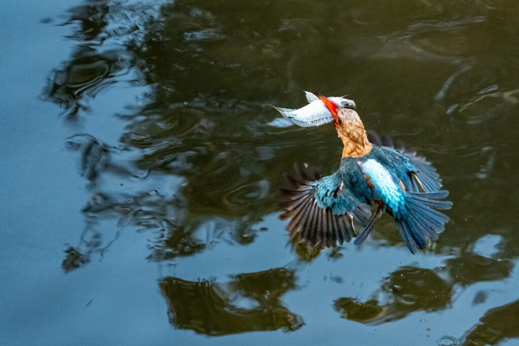 Fotosafari-Borneo-Fotoreise-404_