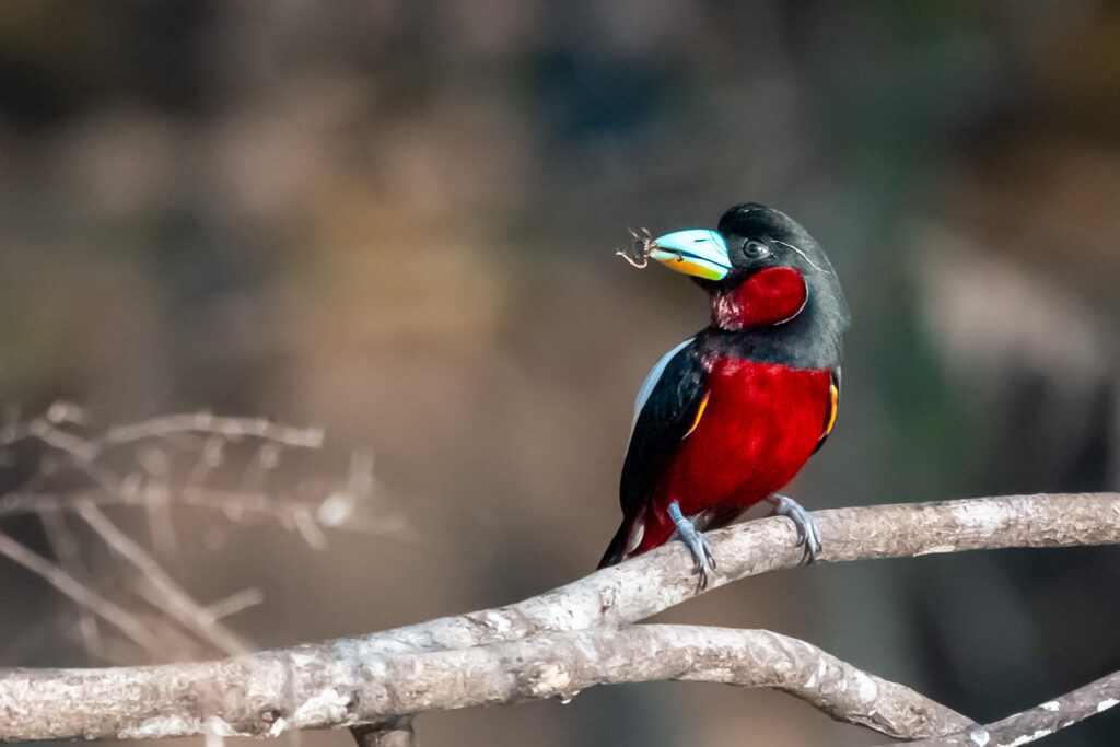 Fotosafari-Borneo-Fotoreise-412_