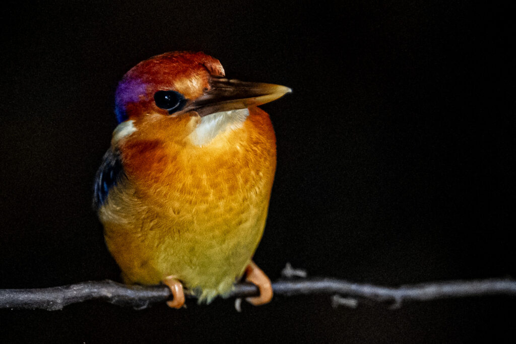 Fotosafari-Borneo-Fotoreise-415_