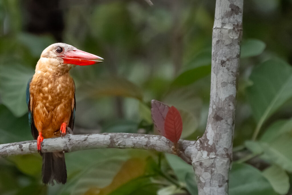Fotosafari-Borneo-Fotoreise-417_