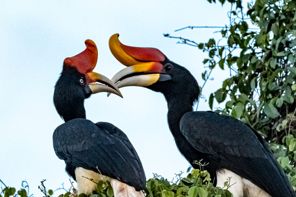 Fotosafari-Borneo-Fotoreise-419_