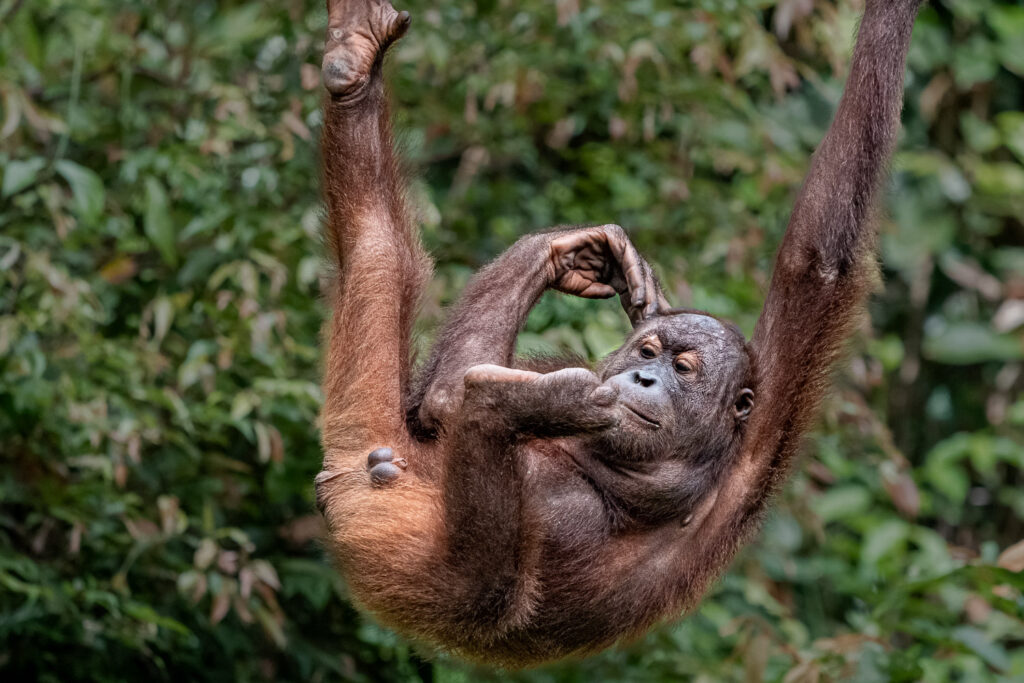 Fotosafari-Borneo-Fotoreise-503_