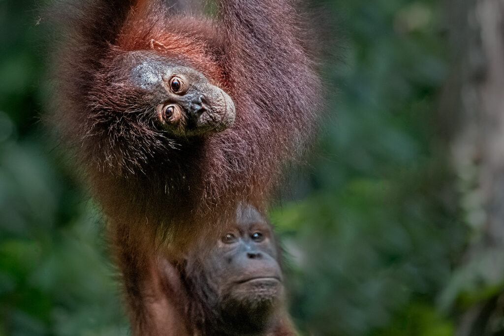 Fotosafari-Borneo-Fotoreise-504_