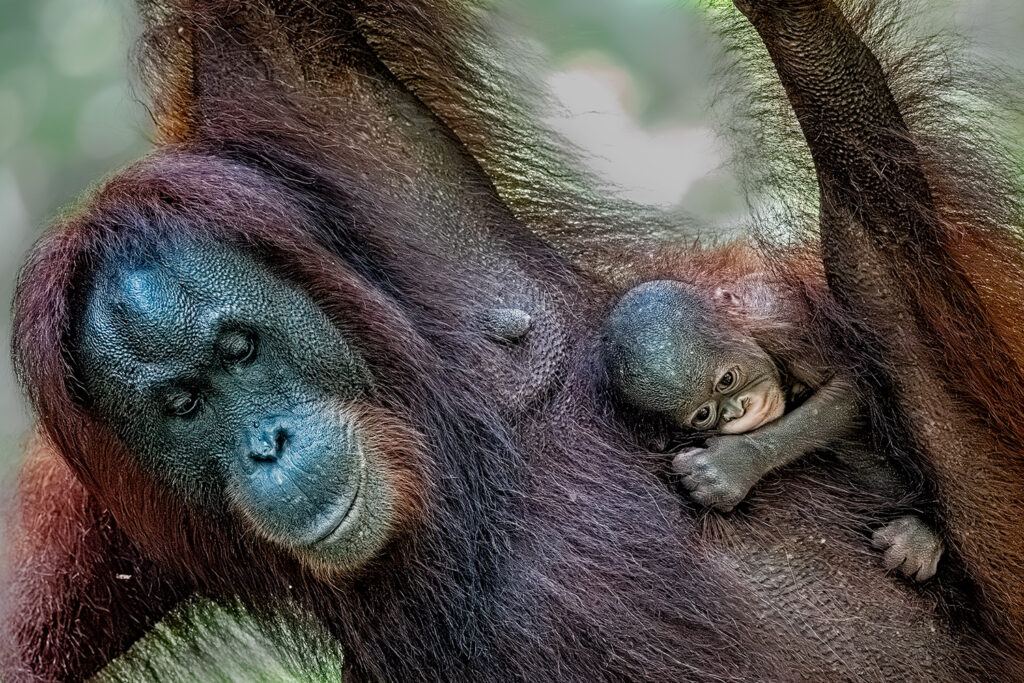 Fotosafari-Borneo-Fotoreise-505_