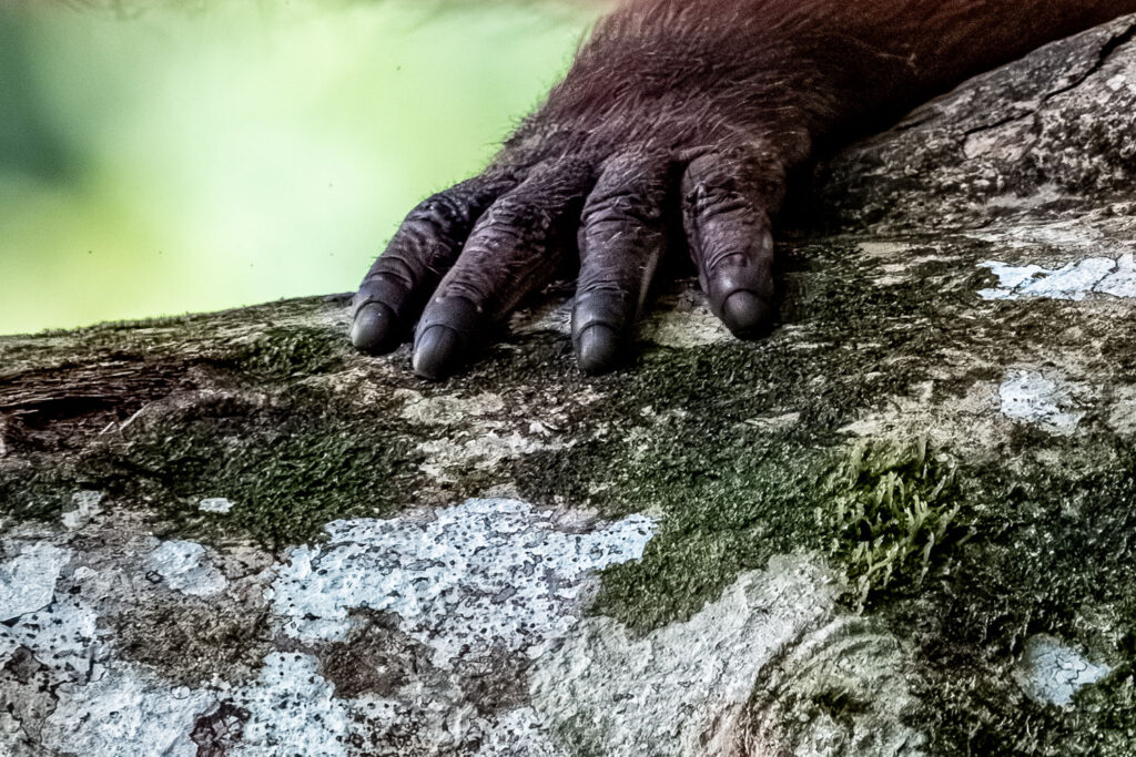 Fotosafari-Borneo-Fotoreise-506_