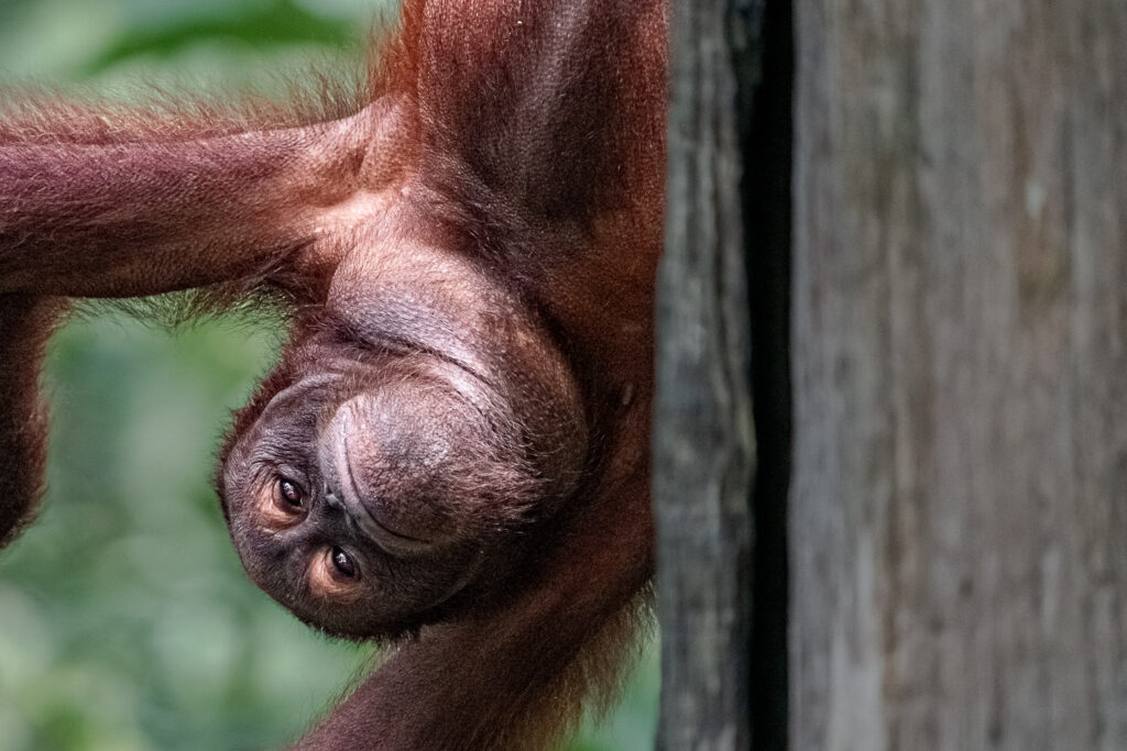 Fotosafari-Borneo-Fotoreise-507_