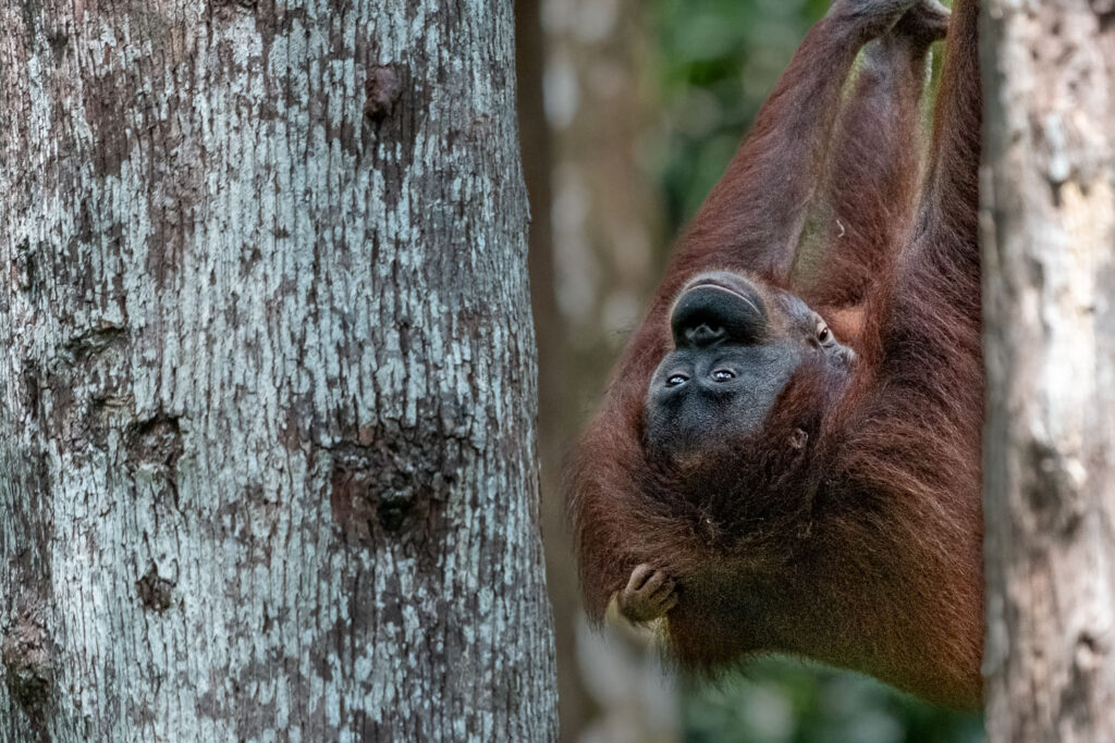 Fotosafari-Borneo-Fotoreise-508_