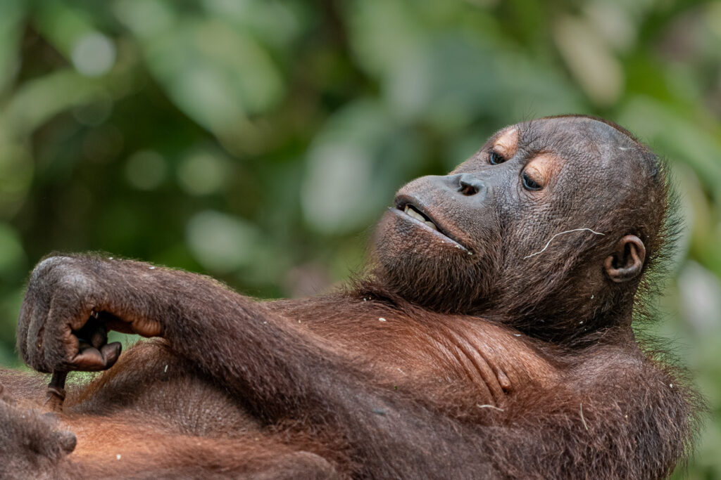 Fotosafari-Borneo-Fotoreise-509_