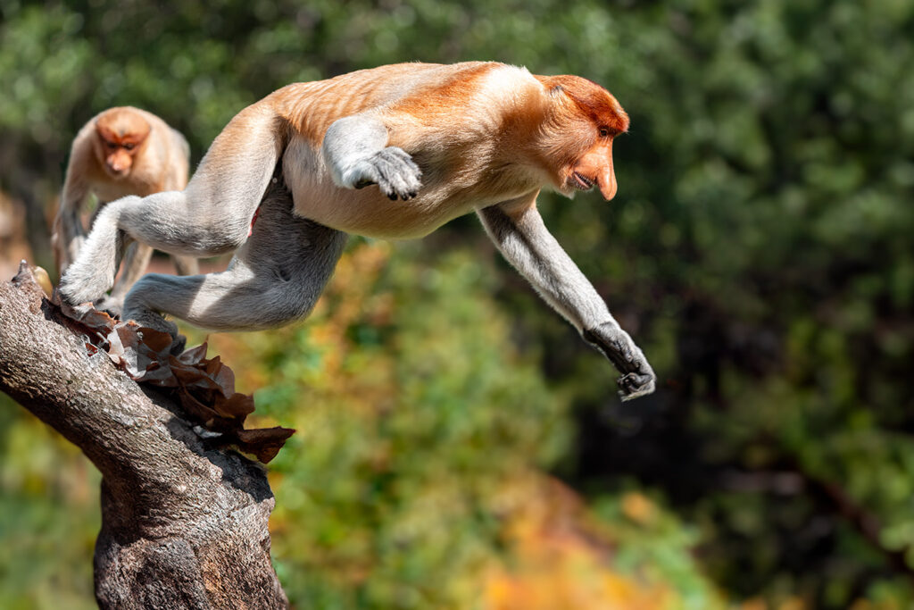 Fotosafari-Borneo-Fotoreise-Nasenaffe-607_
