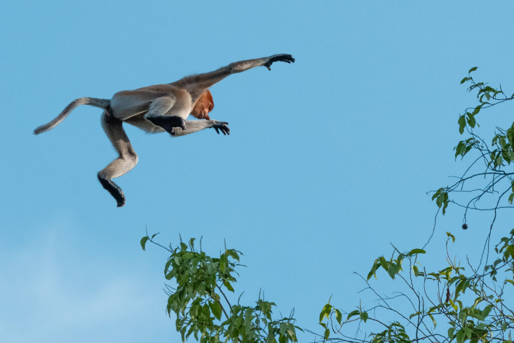 Fotosafari-Borneo-Fotoreise-Nasenaffe-610_