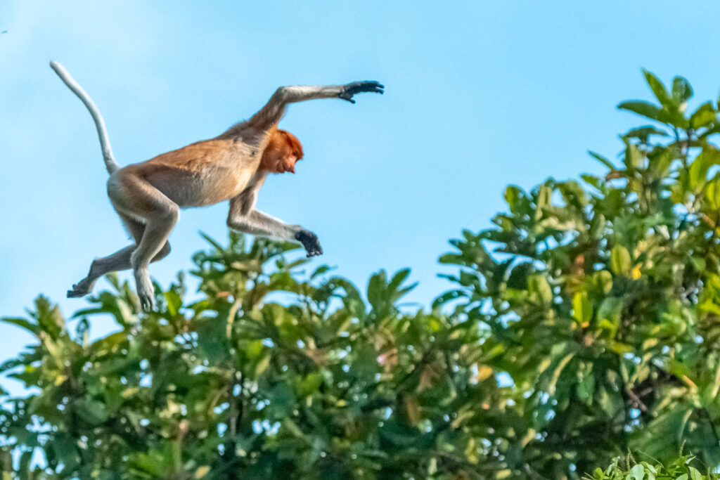 Fotosafari-Borneo-Fotoreise-Nasenaffe-611_