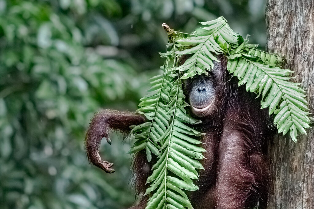 Fotosafari-Borneo-Fotoreise-Orangutan-600_
