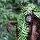 Orang-Utans Regenschirme – Ein unvergesslicher Moment im Herzen Borneos