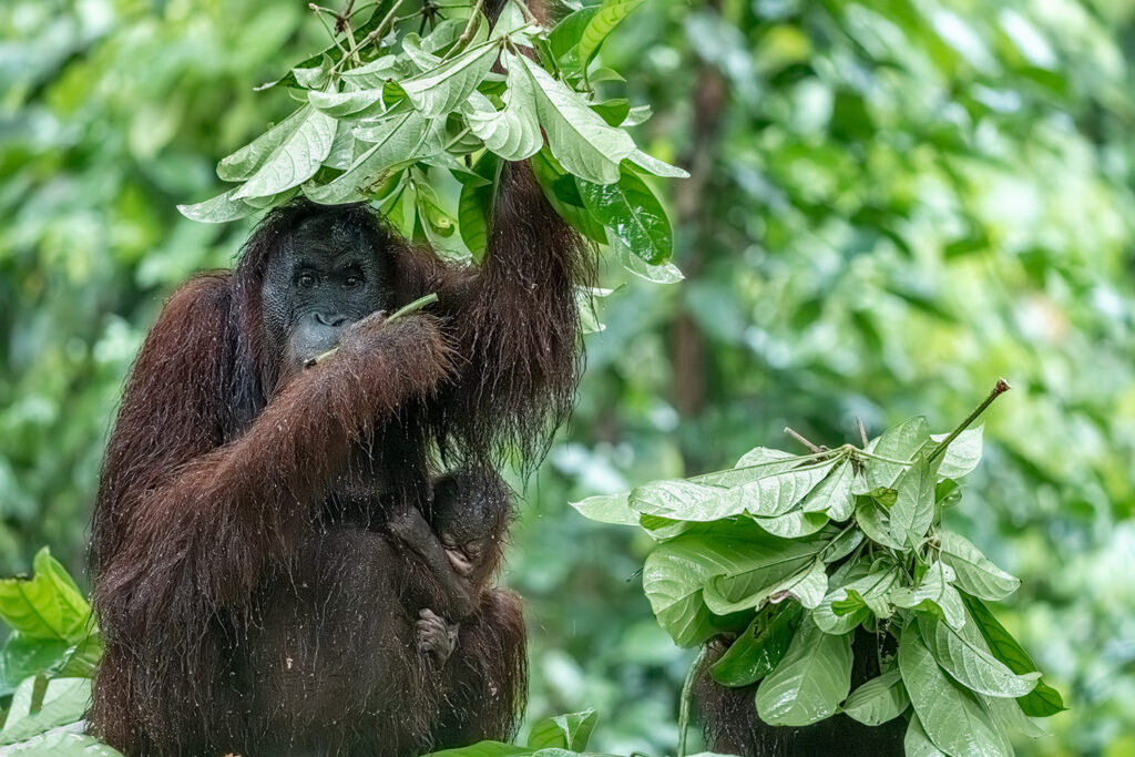 Fotosafari-Borneo-Fotoreise-Orangutan-604_