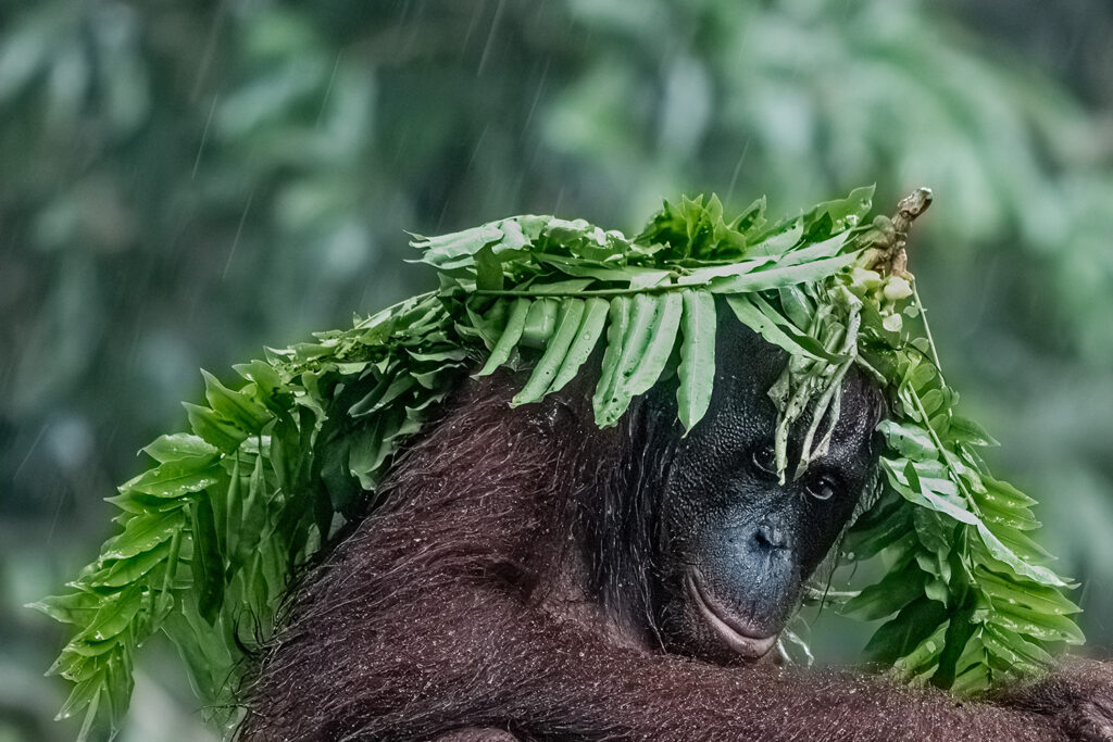 Fotosafari-Borneo-Fotoreise-Orangutan-605_