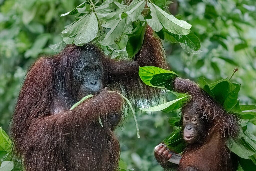 Fotosafari-Borneo-Fotoreise-Orangutan-606_