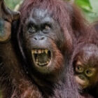 Die wilde Hilde – Zorn in Orang-Utan-Version