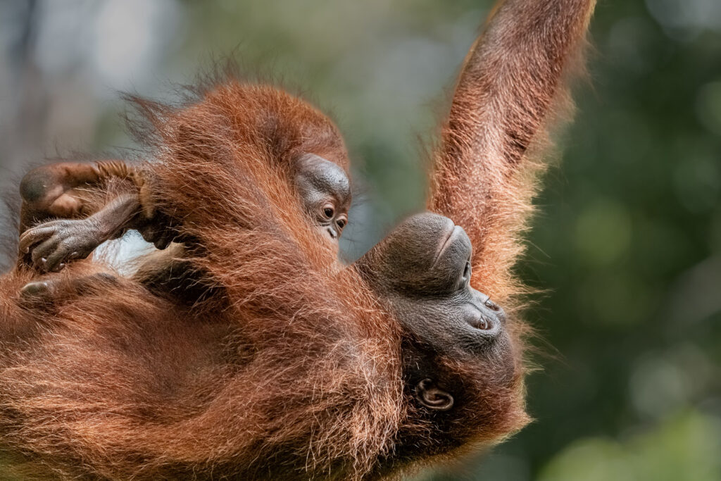 Fotosafari Orang-Utan Fotoworkshop 10