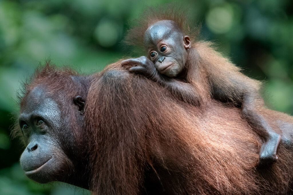 Fotosafari Orang-Utan Fotoworkshop 12