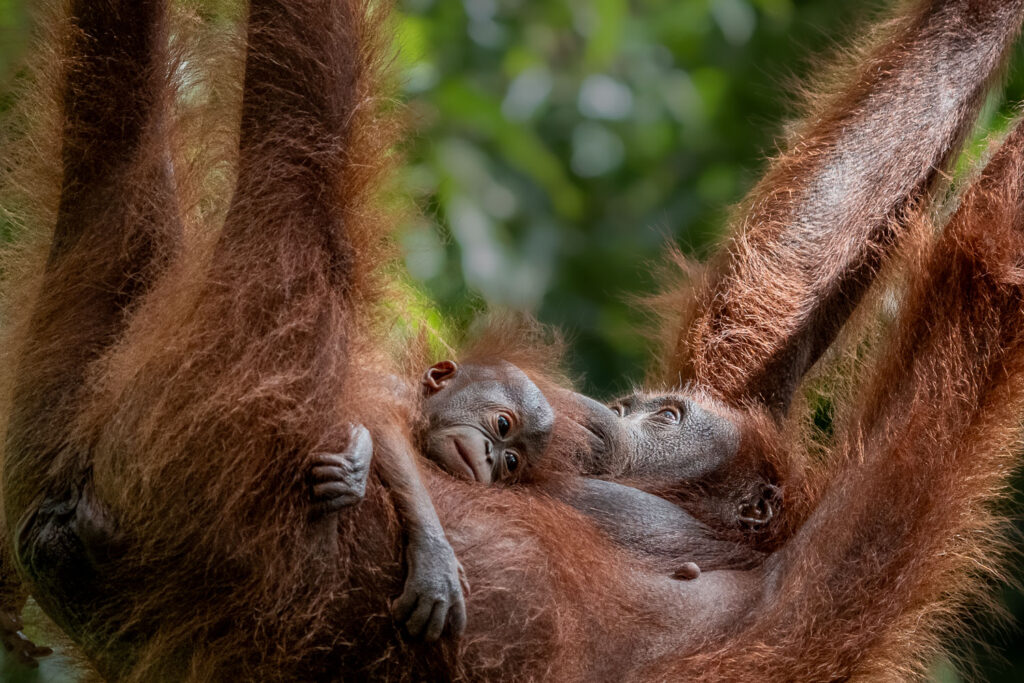 Fotosafari Orang-Utan Fotoworkshop 3