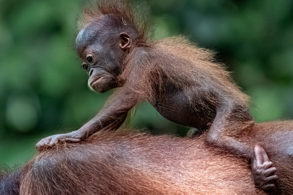 Fotosafari Orang-Utan Fotoworkshop 4