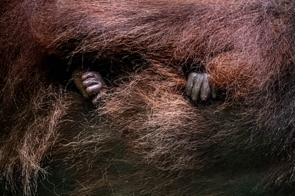 Fotosafari Orang-Utan Fotoworkshop 7