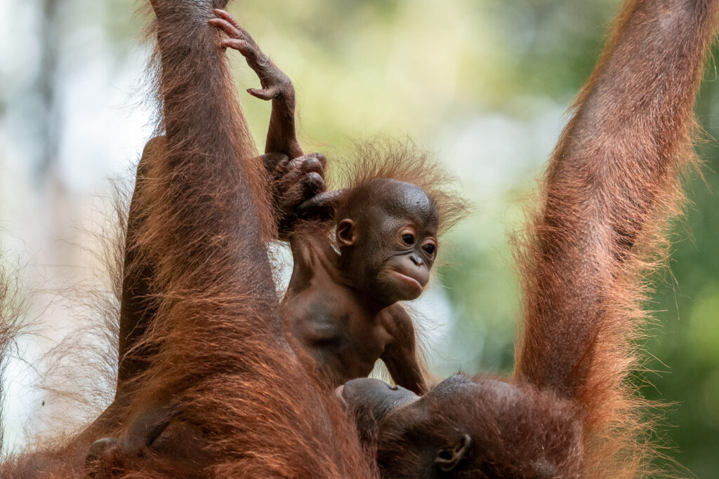 Fotosafari Orang-Utan Fotoworkshop 8