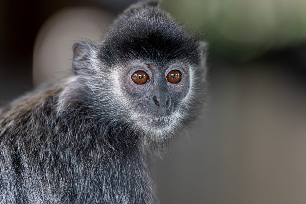 Languren Borneo Fotosafari 14