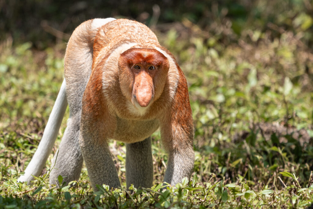 Languren Borneo Fotosafari 15