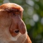 Languren und Lacher – Eine Bildgeschichte zwischen Ästhetik und Albernheit