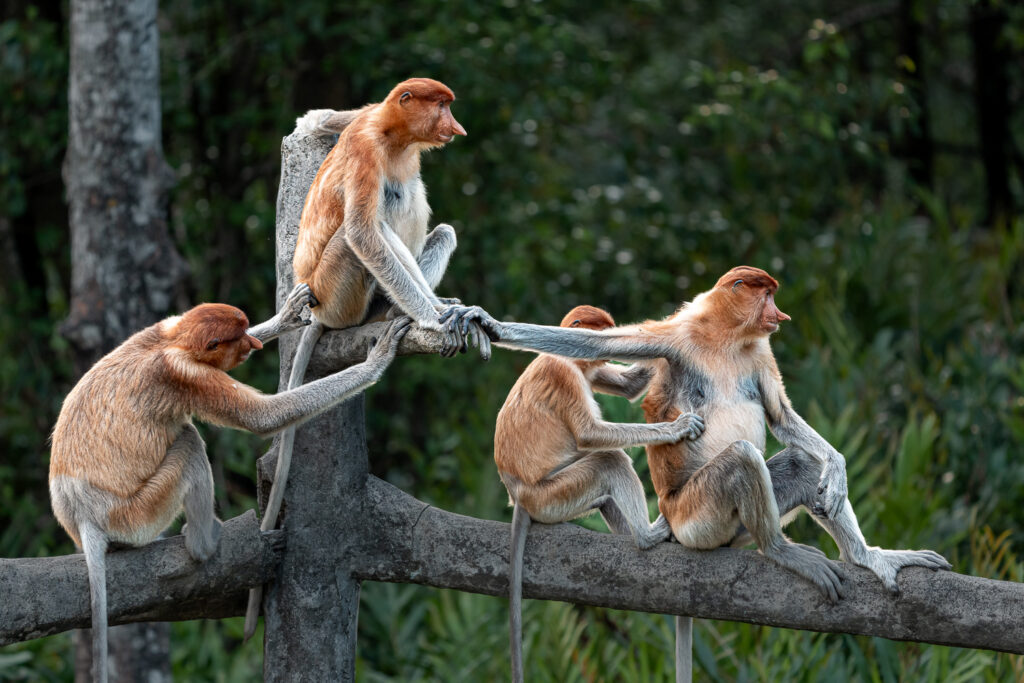Languren Borneo Fotosafari 17