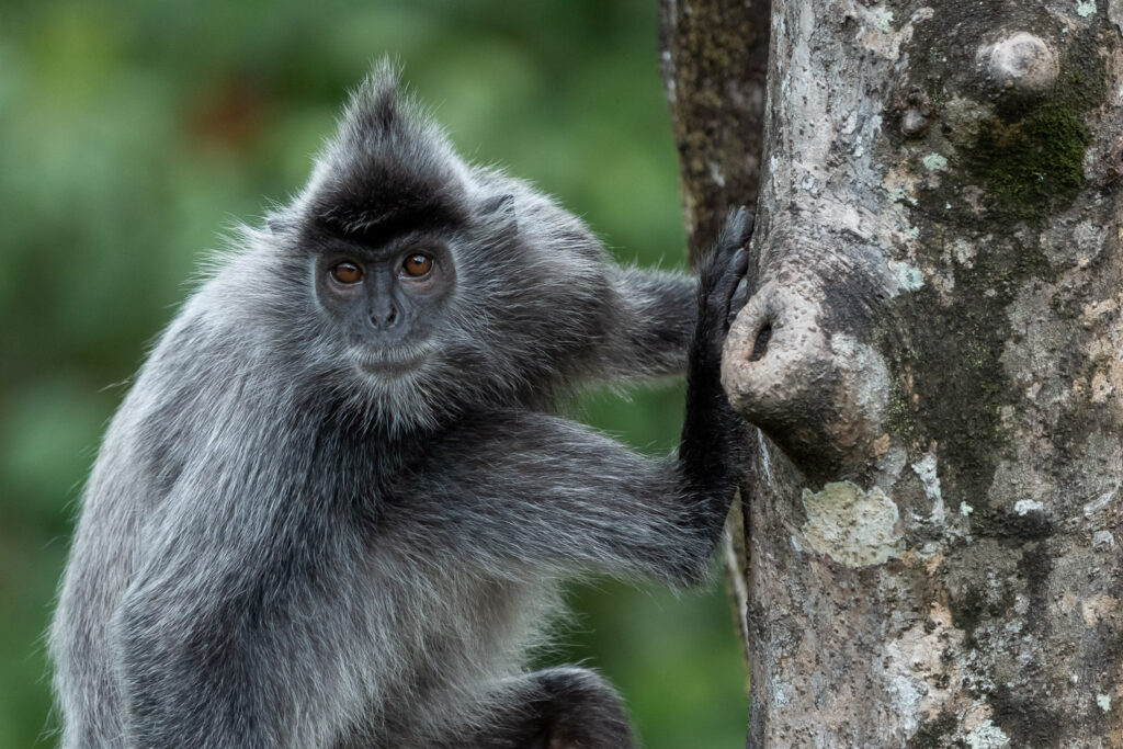 Languren Borneo Fotosafari 18