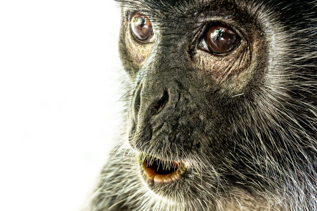 Languren Borneo Fotosafari 20