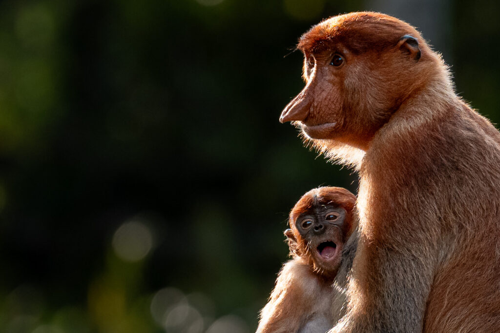Languren Borneo Fotosafari 21