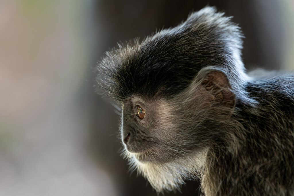 Languren Borneo Fotosafari 22