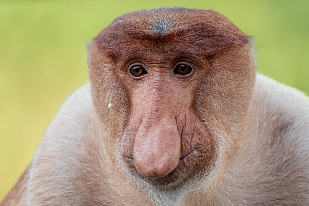 Languren Borneo Fotosafari 23