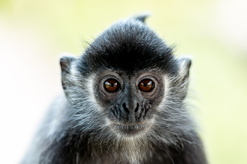 Languren Borneo Fotosafari 24
