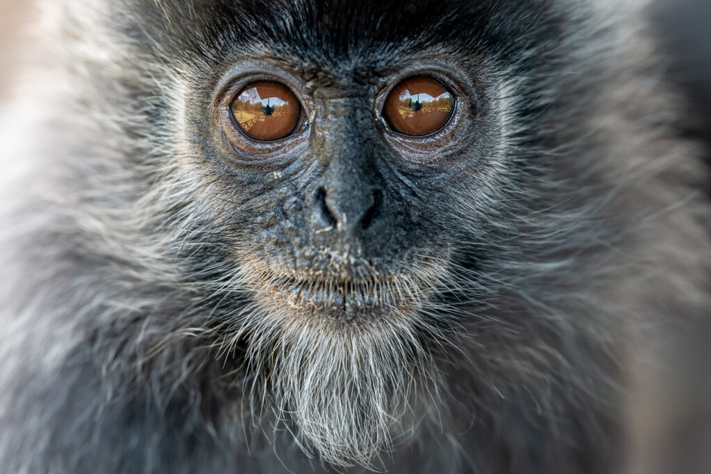 Languren Borneo Fotosafari 5