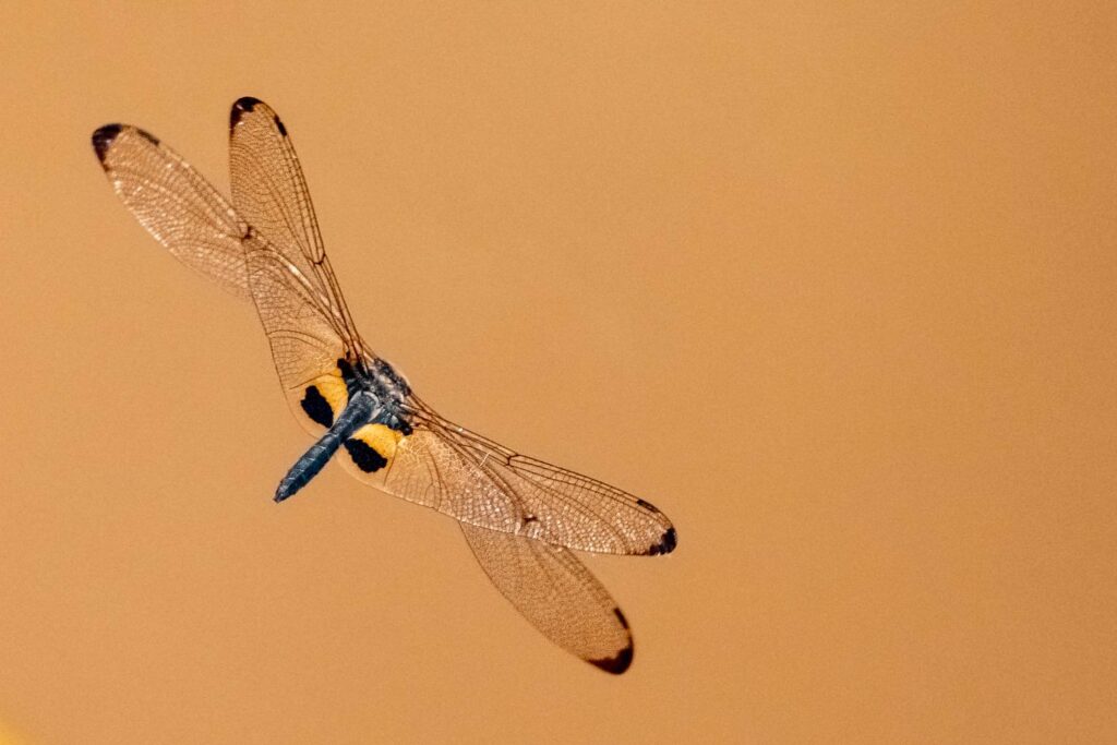 Libelle_11_05_2025_03
