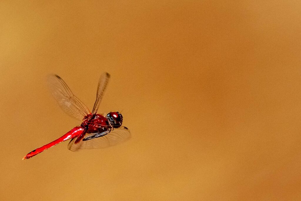 Libelle_11_05_2025_04