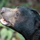 Zwischen Baumkronen und Sternen: Eine Begegnung mit dem Waldgeist