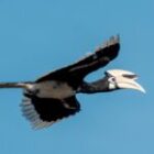 Die Wächter der Lüfte – Der Ruf des Nashornvogels