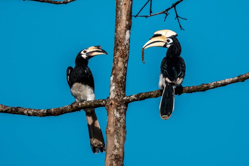 Nashornvogel_10_05_2025_02
