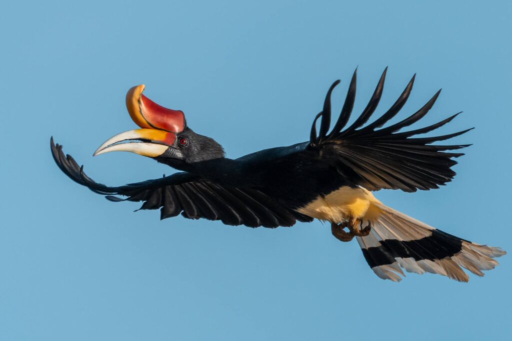 Nashornvogel_12_05_2025_01