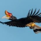 Die Krone des Dschungels – Ein Morgen mit den Nashornvögeln von Borneo
