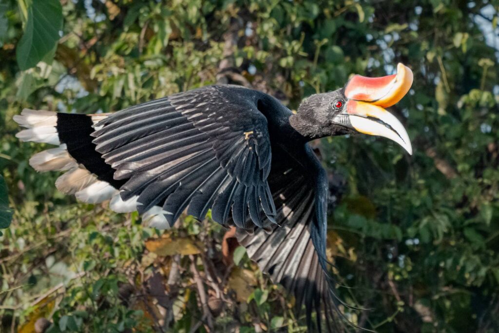 Nashornvogel_12_05_2025_05
